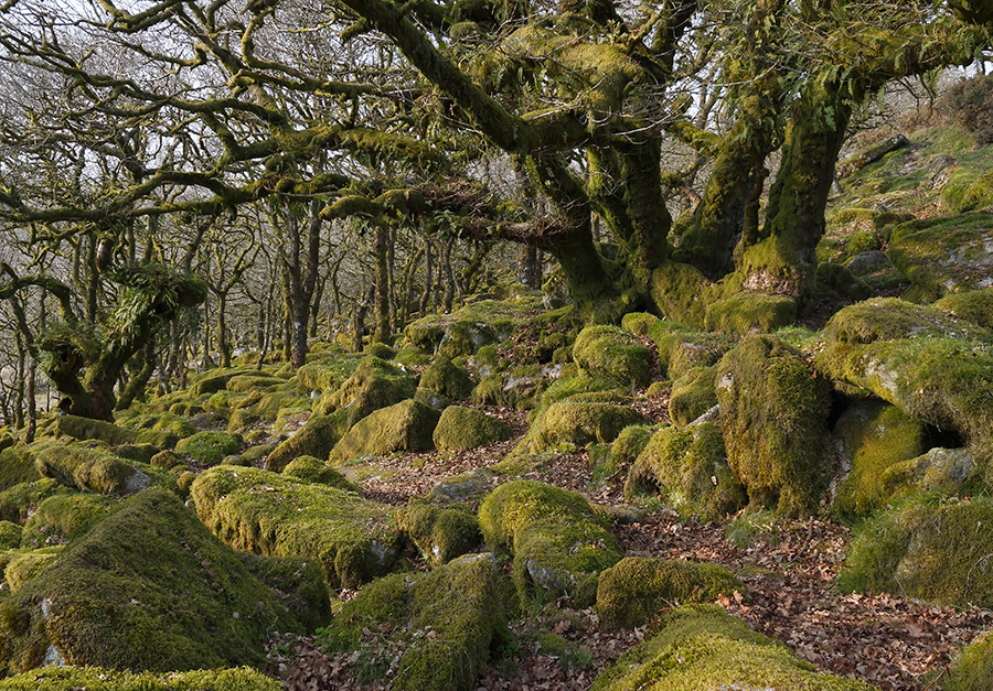 Wistman's Wood Dartmoor UK